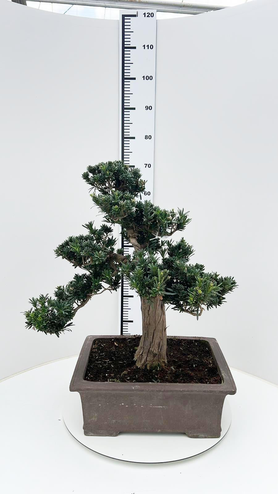 Bonsai Metasequoia Forest 75cm 43cm Pot