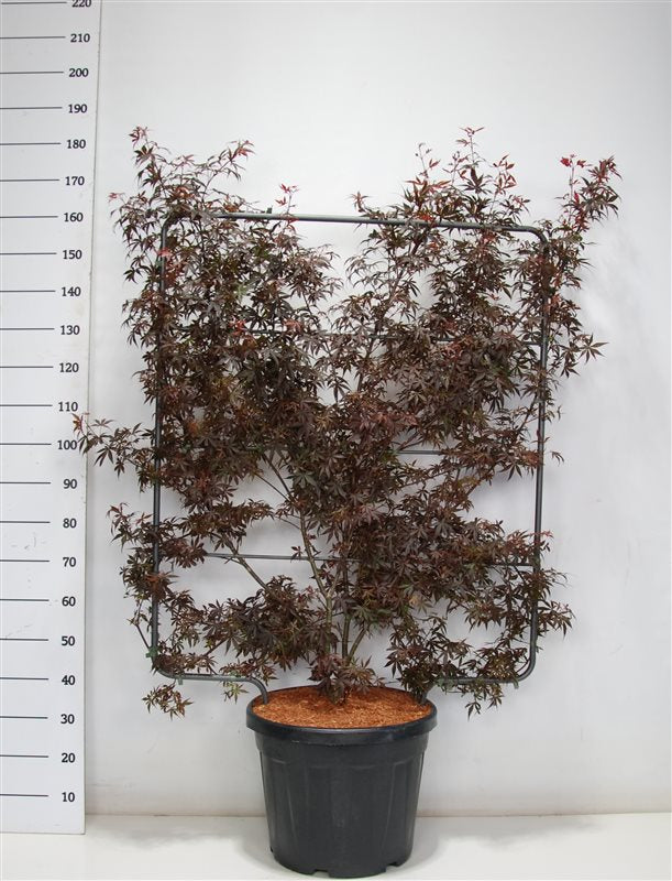 Acer Skeeters Broom 160cm 48cm Pot