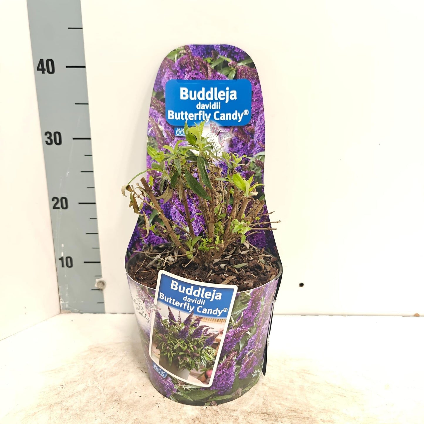 Buddleja Butterfly Candy Little Purple 45cm 19cm Pot