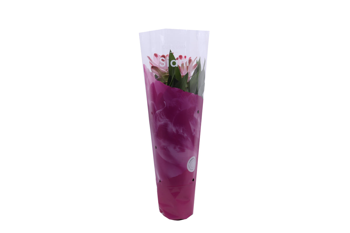 Curcuma Siam Salsa 55cm 14cm Pot