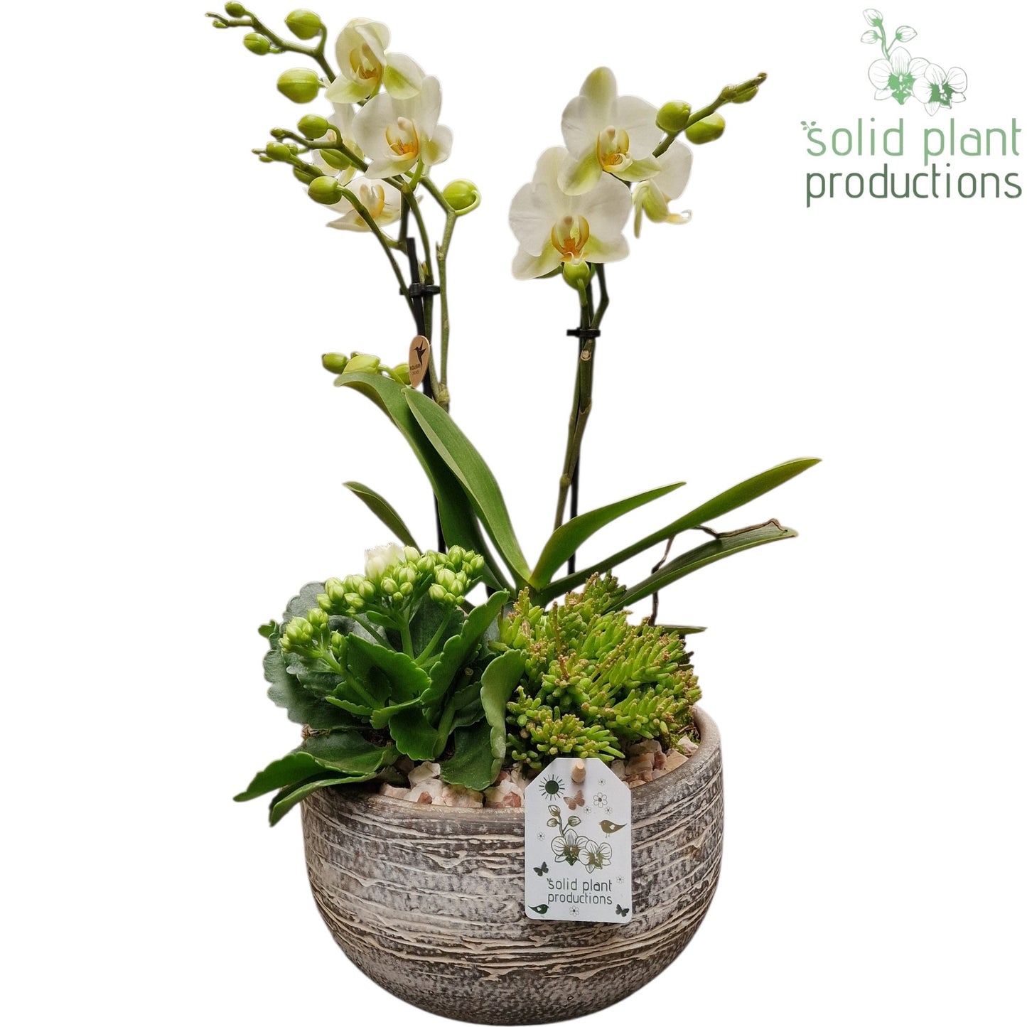 Solid Plant Productions PH051 Dakota Small White Pack of 3