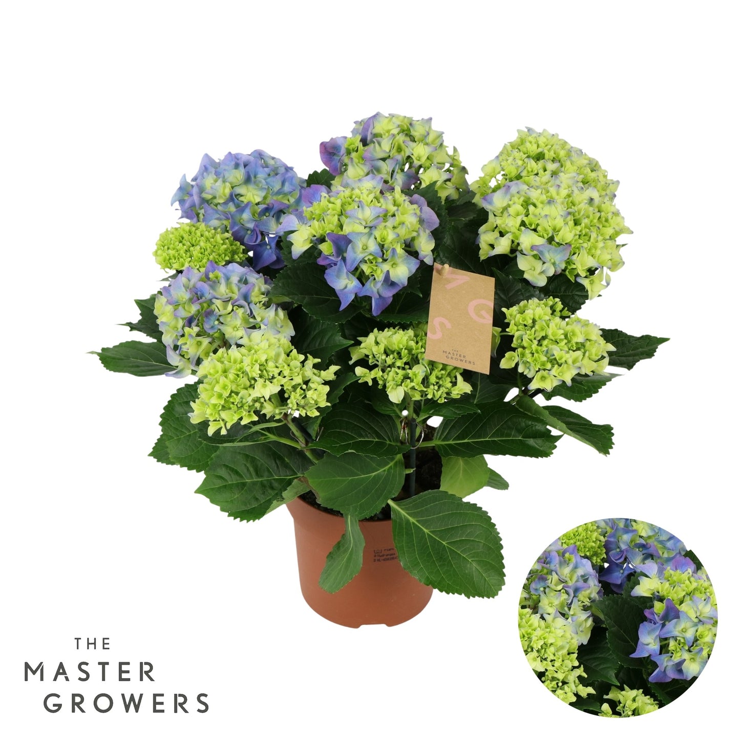 Hydrangea Early Blue 40cm 14cm Pot