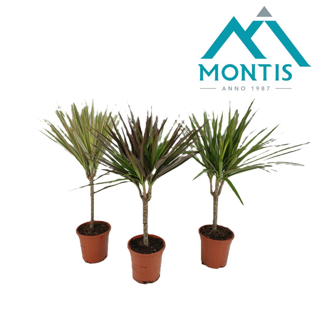 Dracaena marginata mix 55cm 17cm Pot