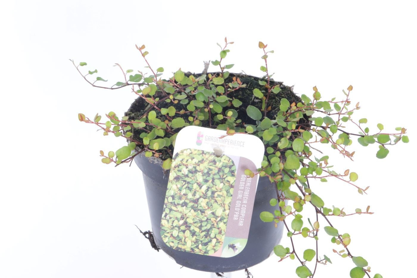 Muehlenbeckia com. Golden Girl 15cm 13cm Pot