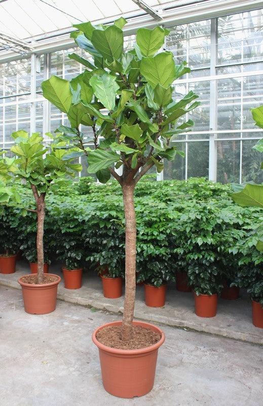 Ficus lyrata 260cm 55cm Pot