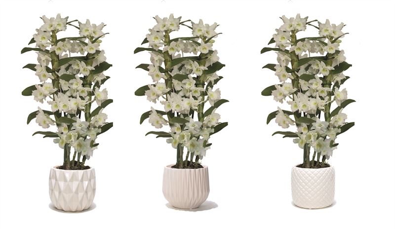 Dendrobium Apollon 50cm 12cm Pot