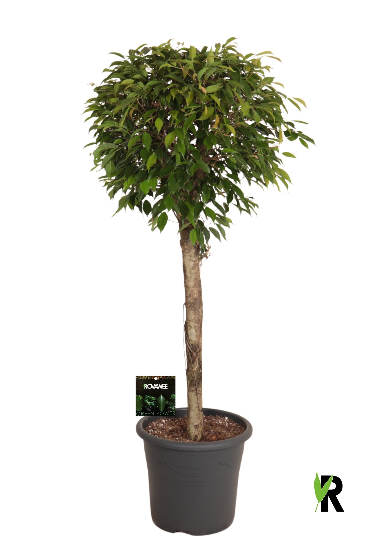 Ficus benj. Foliole 130cm 32cm Pot
