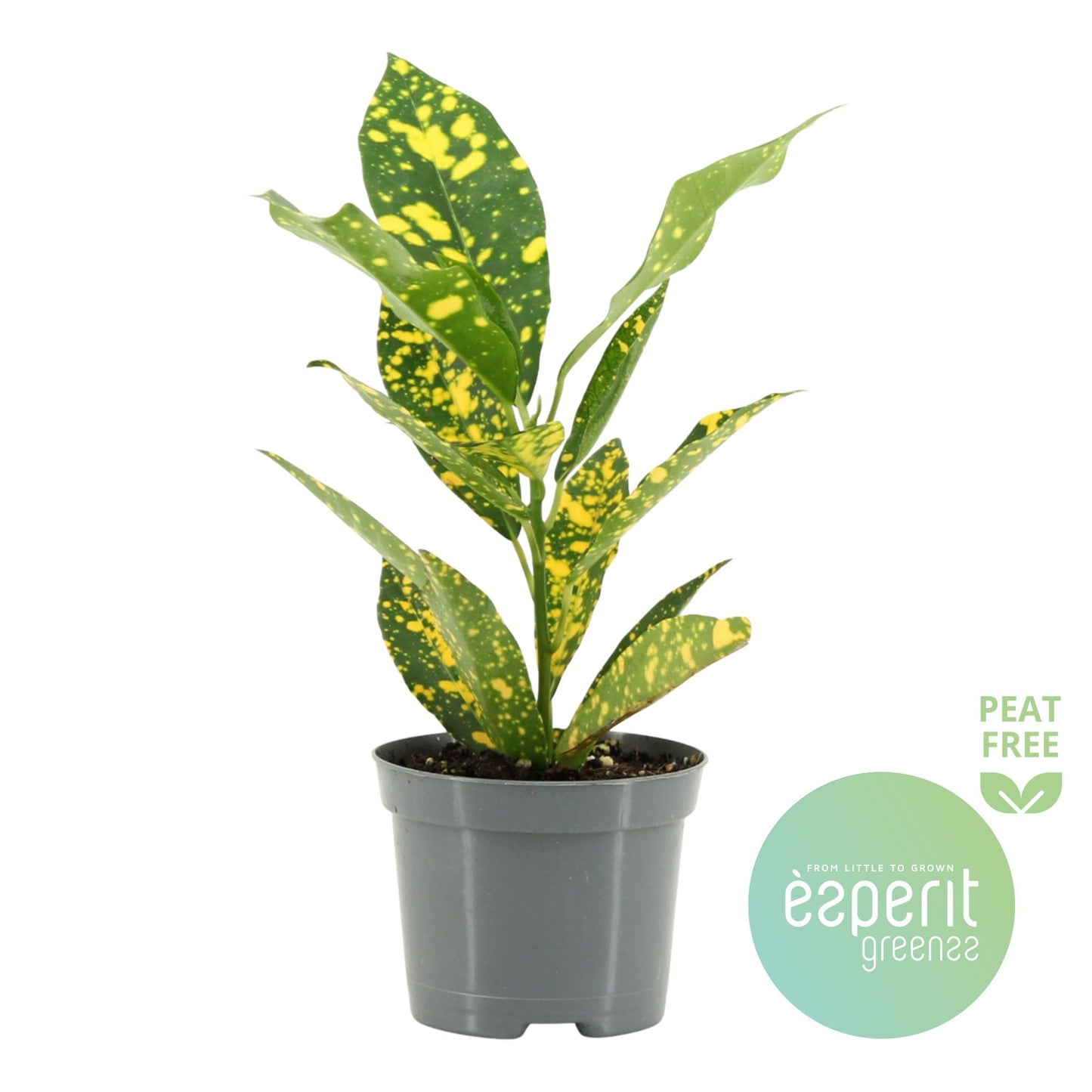 Codiaeum Gold Sun 20cm 8.5cm Pot