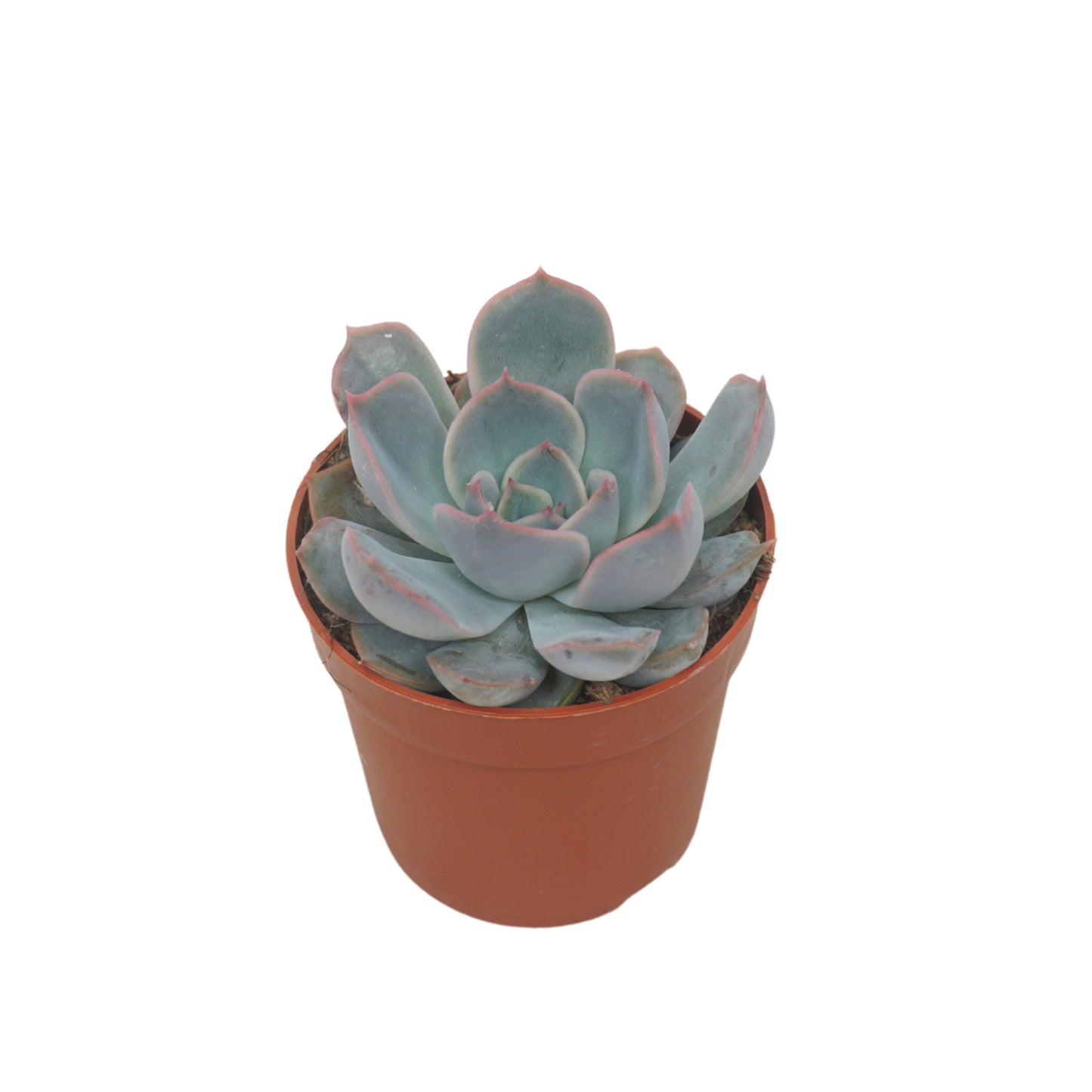 Echeveria Orion 10cm 7cm Pot
