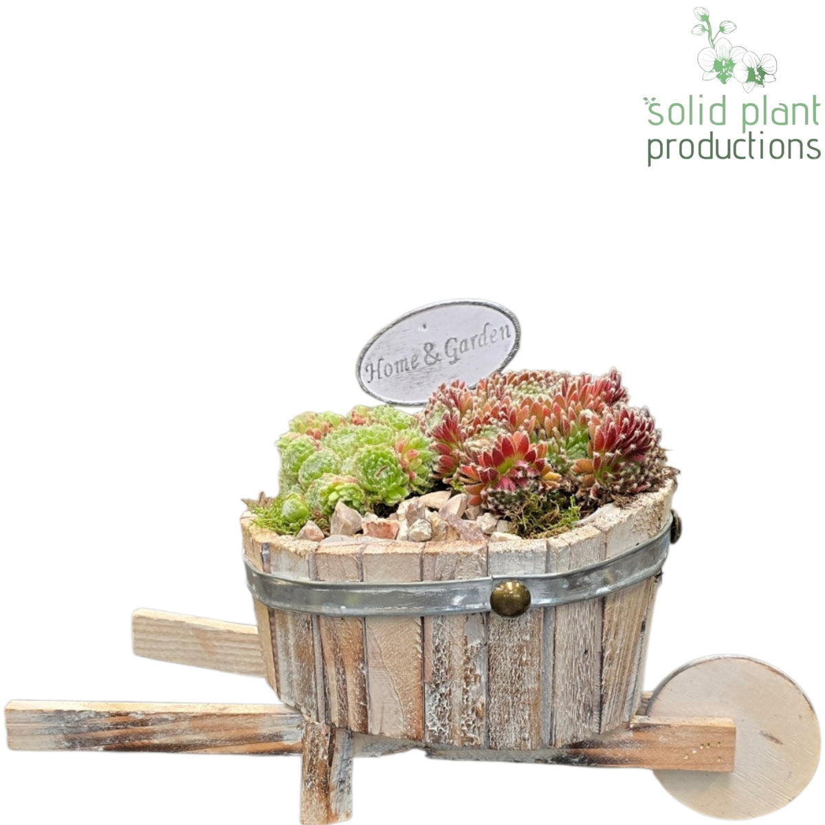 SMP017 Wheelbarrow White Washed Sempervivum 20cm 16cm Pot