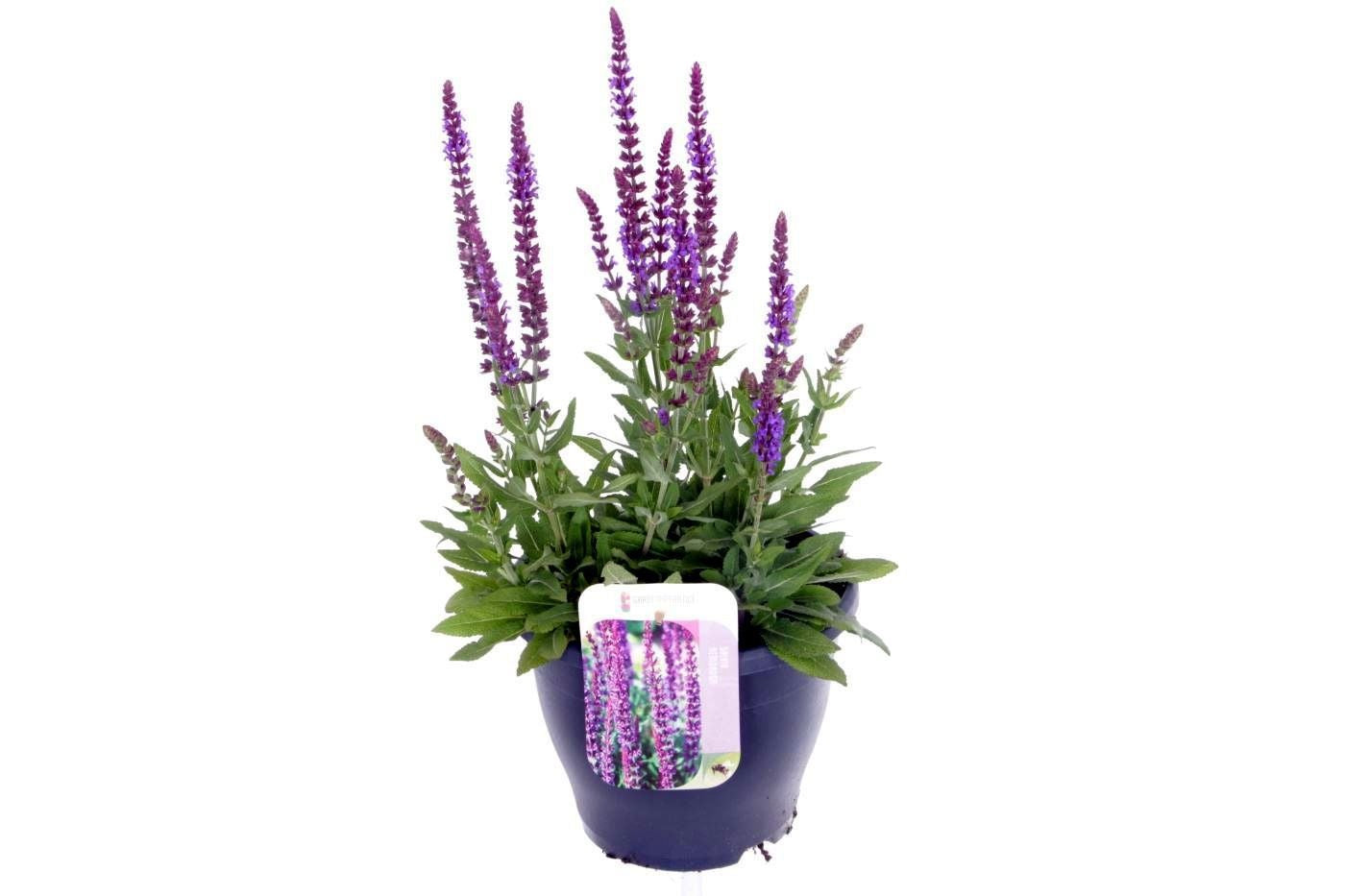 Salvia nem. Ostfriesland 55cm 23cm Pot