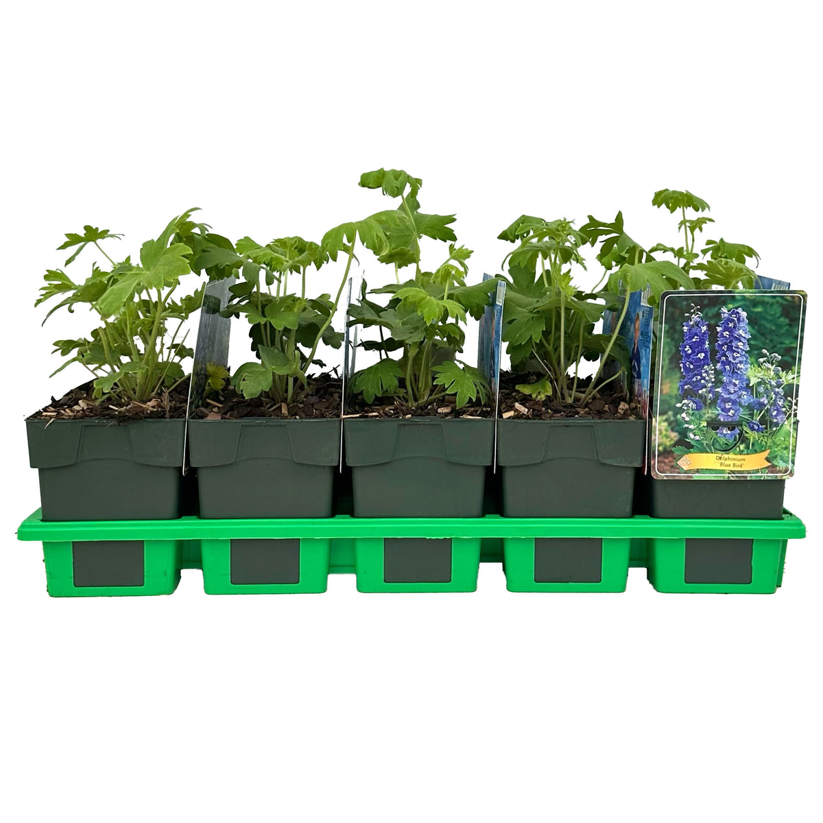 Delphinium mix 25cm 11cm Pot