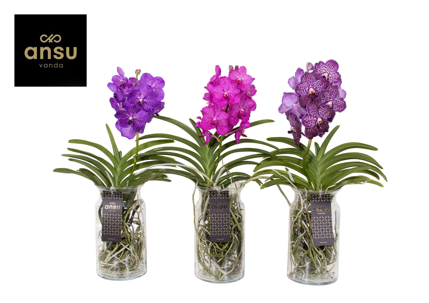 Ansu Vanda Bose XL Mix Pack of 5