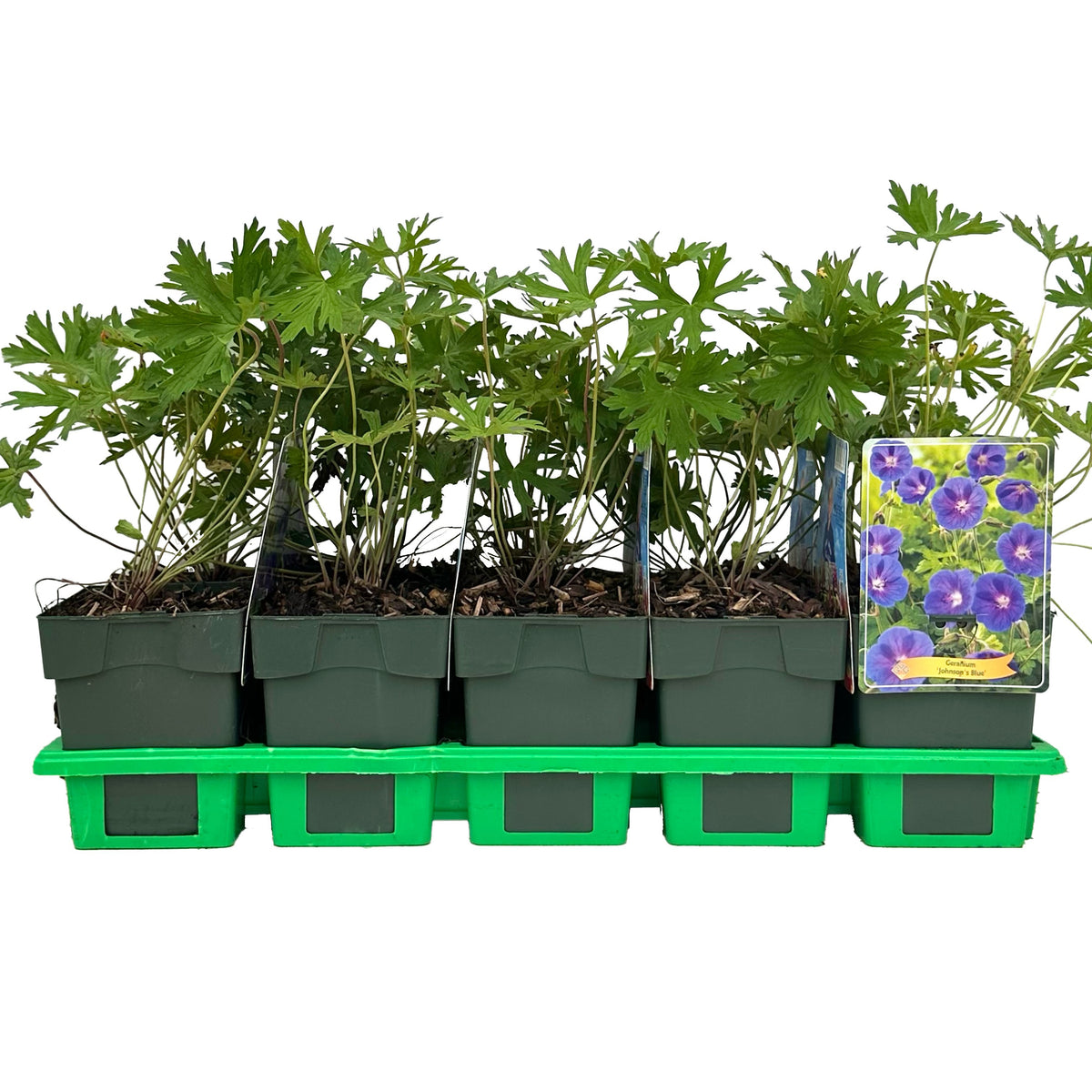 Geranium Johnson's Blue 25cm 11cm Pot