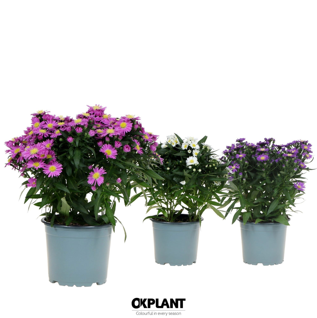 Aster nb. Starletta mix 30cm 12cm Pot