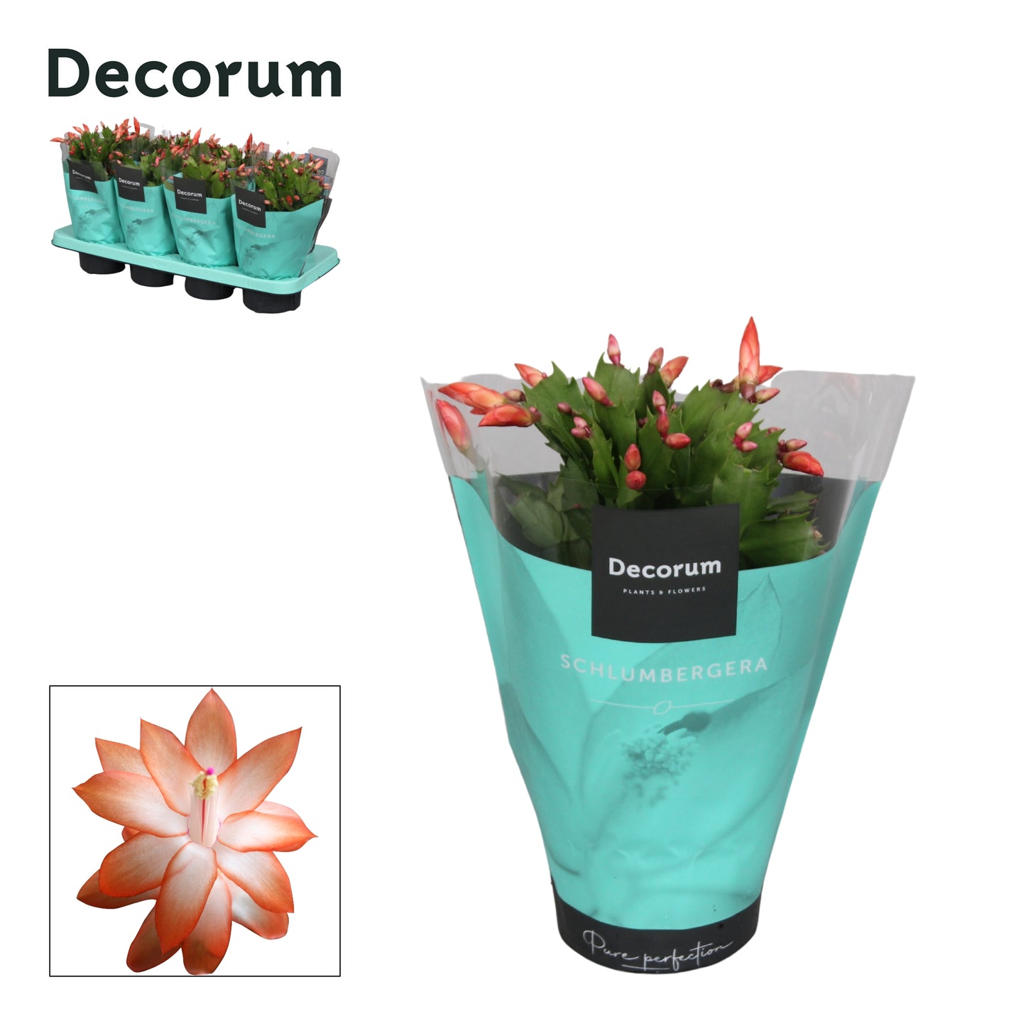 Hofland Flowering Plants Schlumbergera orange Pack of 8