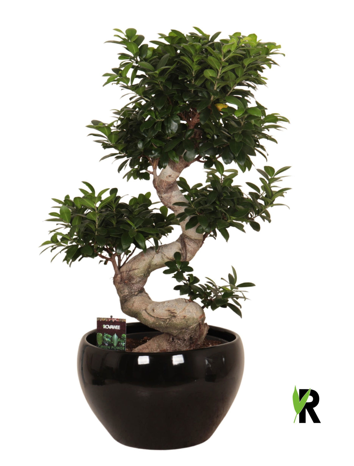 Ficus Ginseng 95cm 38cm Pot