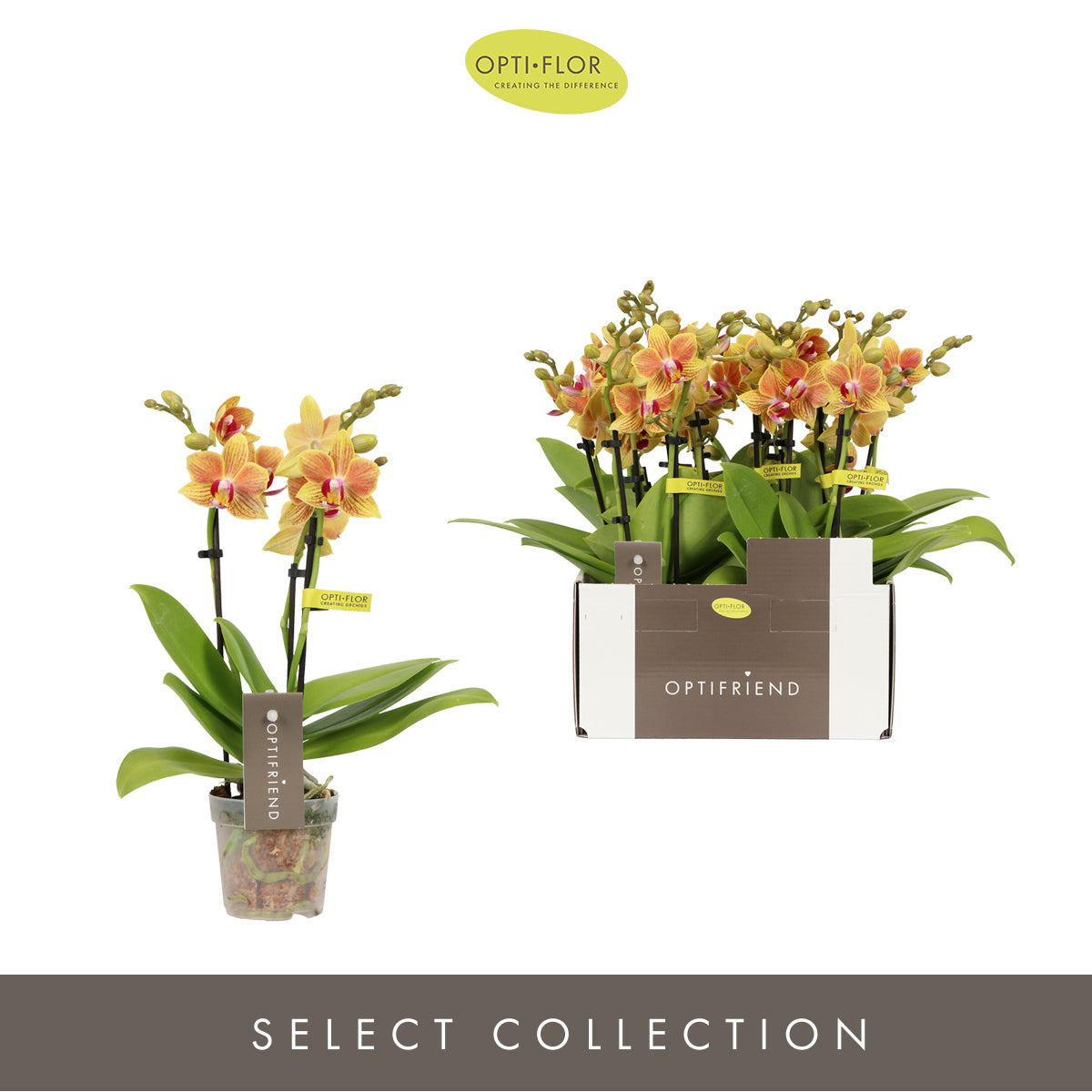 Phalaenopsis Optifriend Indy 25cm 7cm Pot