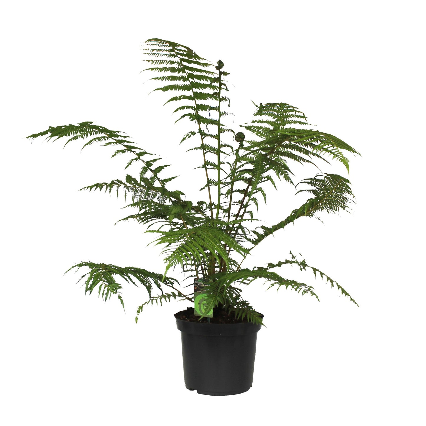 Dicksonia antarctica 140cm 30cm Pot