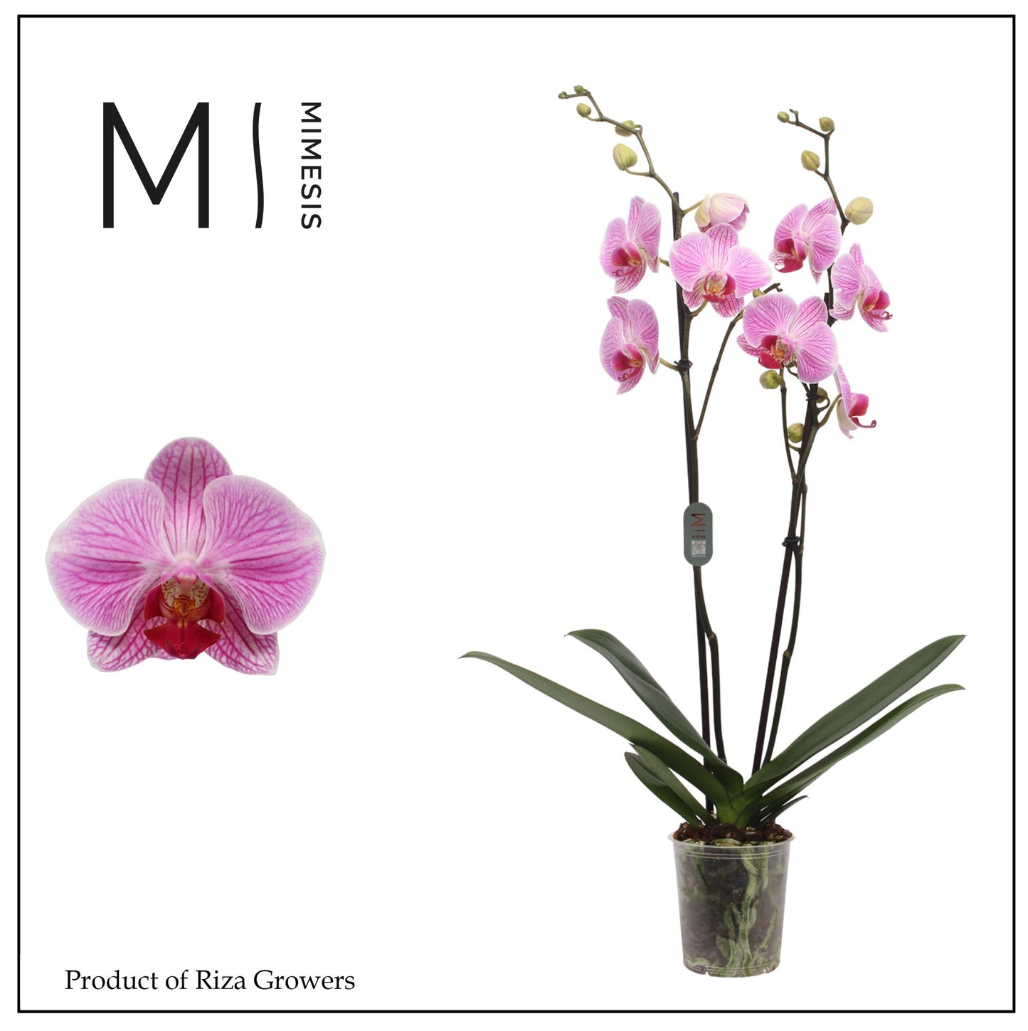 Phalaenopsis Cleveland 70cm 12cm Pot