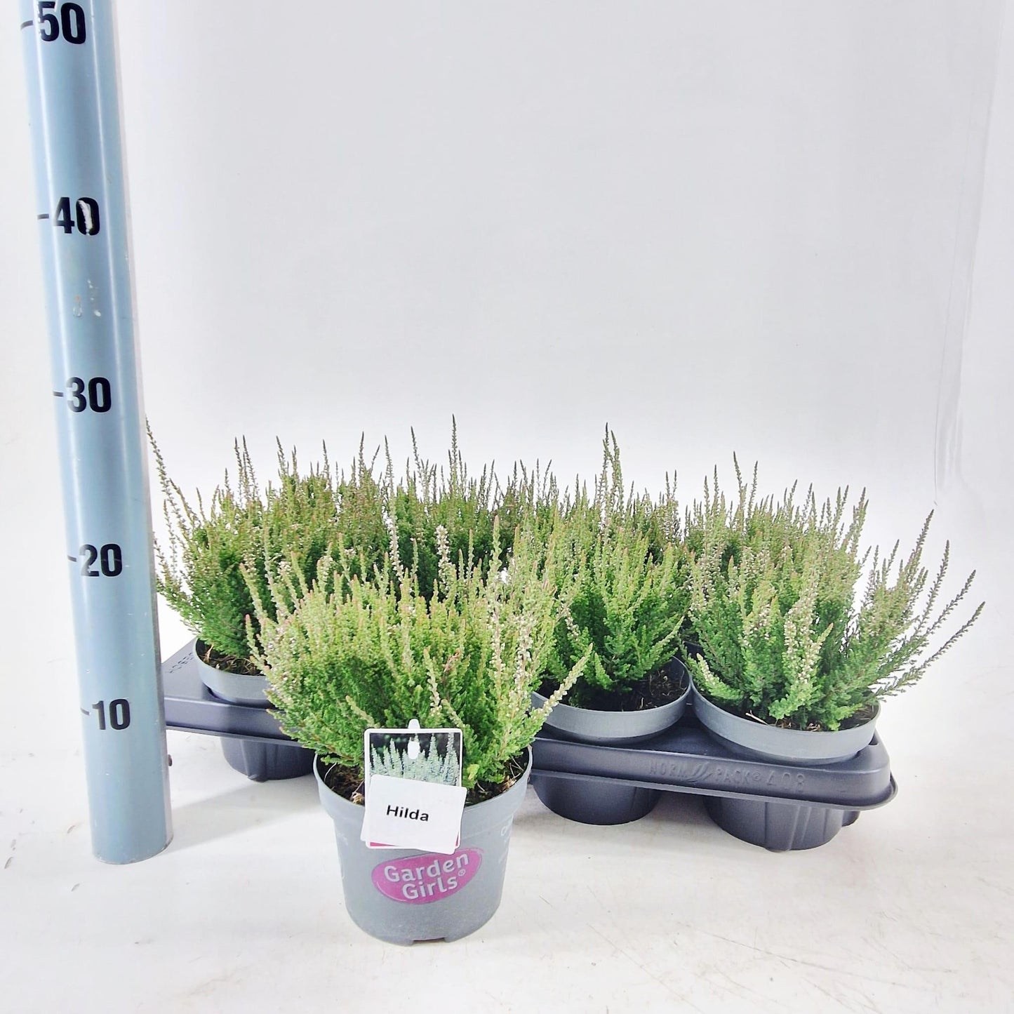 Calluna Garden Girls Hilda 15cm 13cm Pot