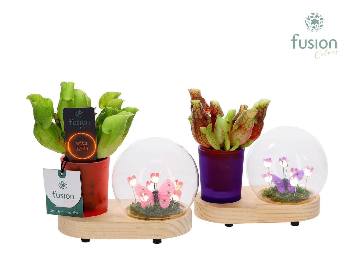 Houten planter LED Lichtbal Bloemen houten planter met Vleesetende planten 20cm 16cm Pot