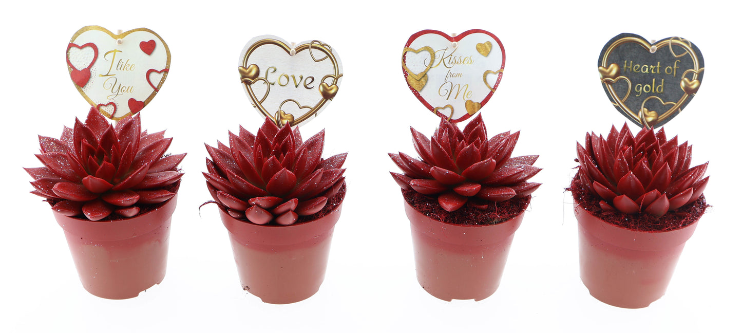 Miranda rood glitter + love etiket 18cm 12cm Pot