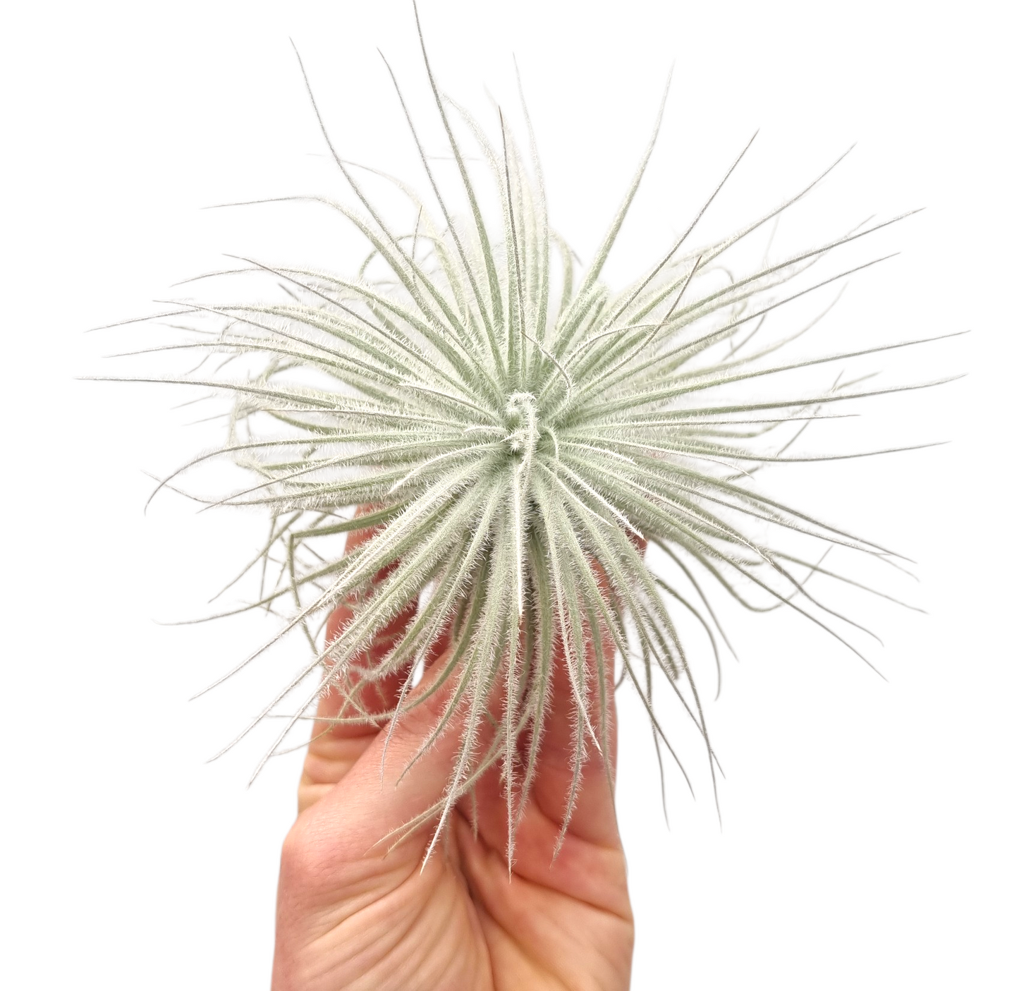 Tillandsia ionantha 8cm 14cm Pot