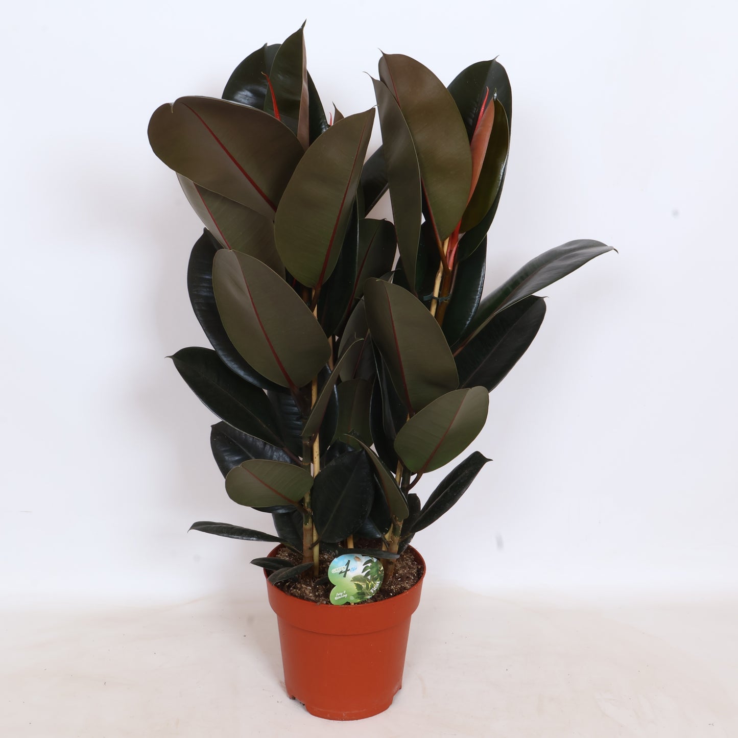 Peeters Potplanten BV Ficus Abidjan Pack of 1