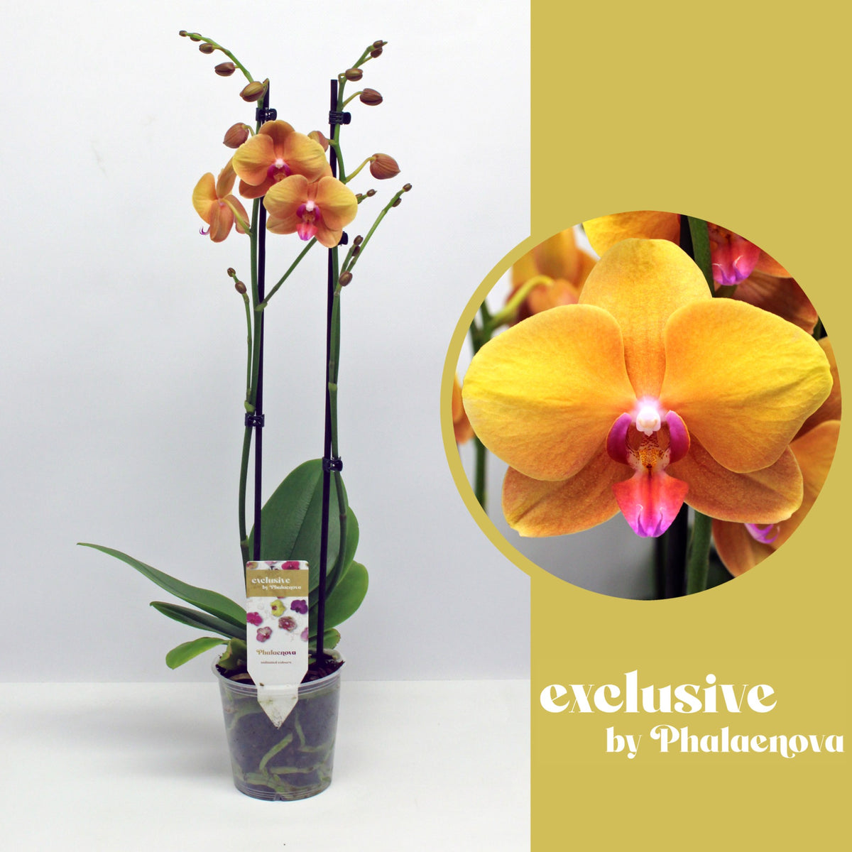Phalaenopsis orange 60cm 12cm Pot