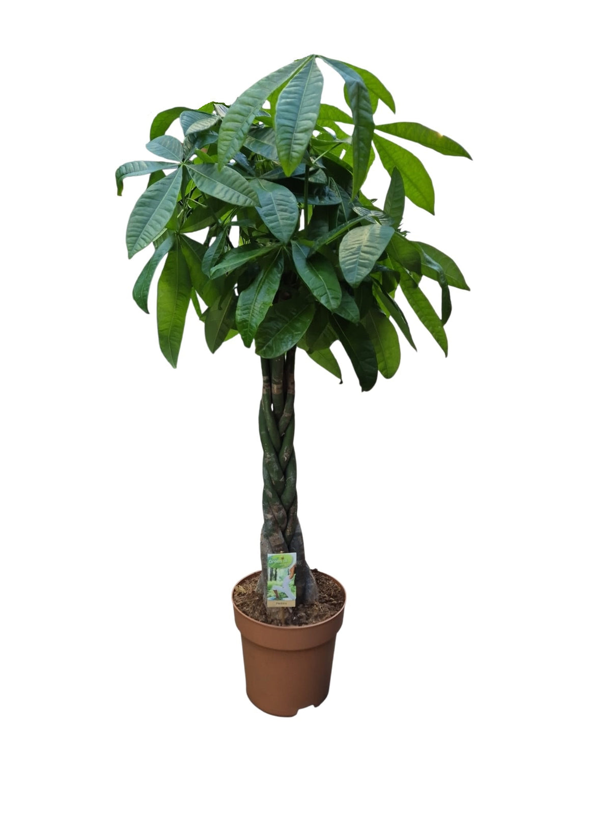 Pachira aquatica 130cm 27cm Pot