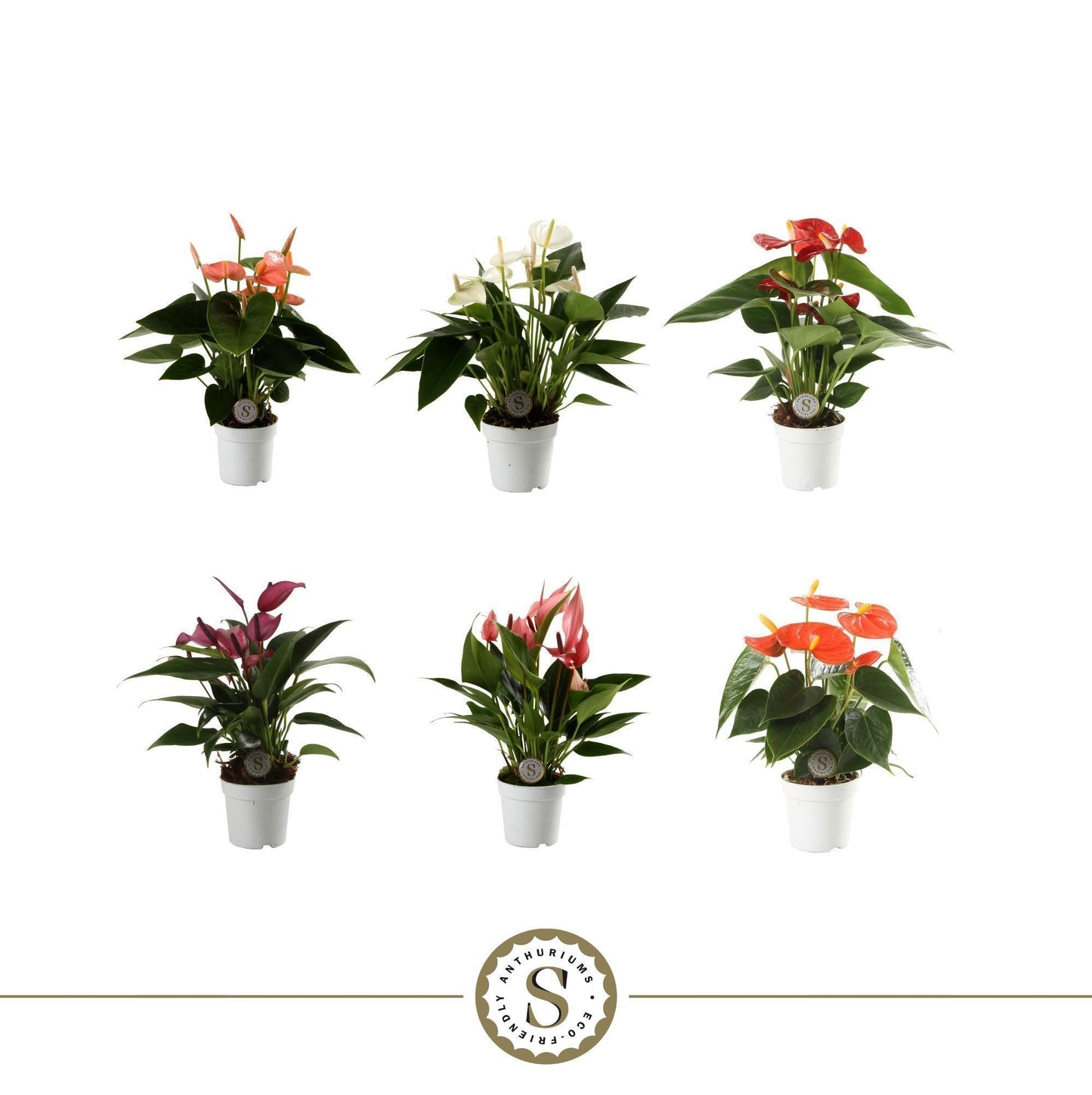 Anthurium mix 25cm 7cm Pot