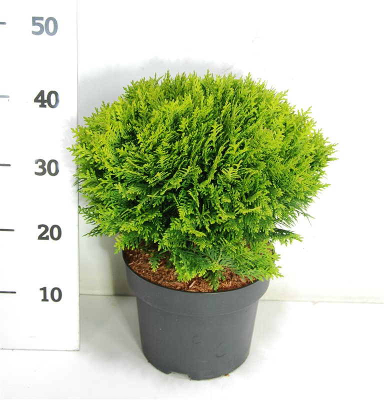 Thuja occidentalis Danica 40cm 23cm Pot
