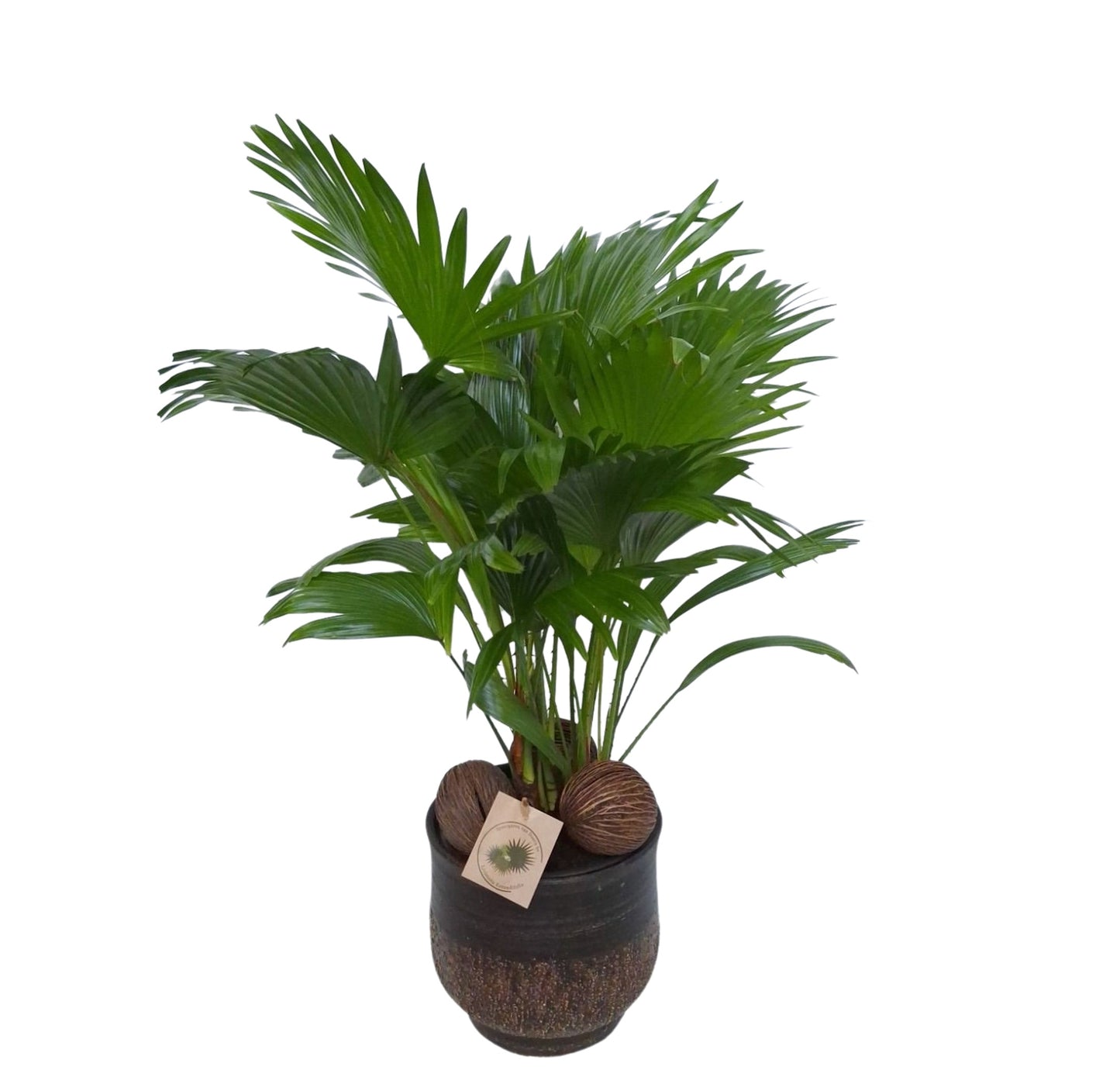 Livistona rotundifolia 60cm 20cm Pot