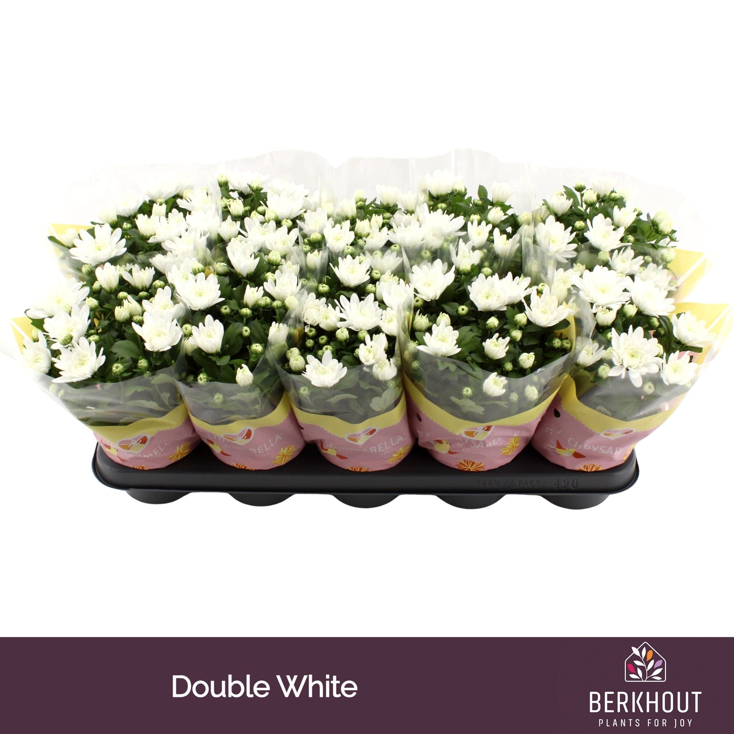 Chrysanthemum Brave 23cm 12cm Pot