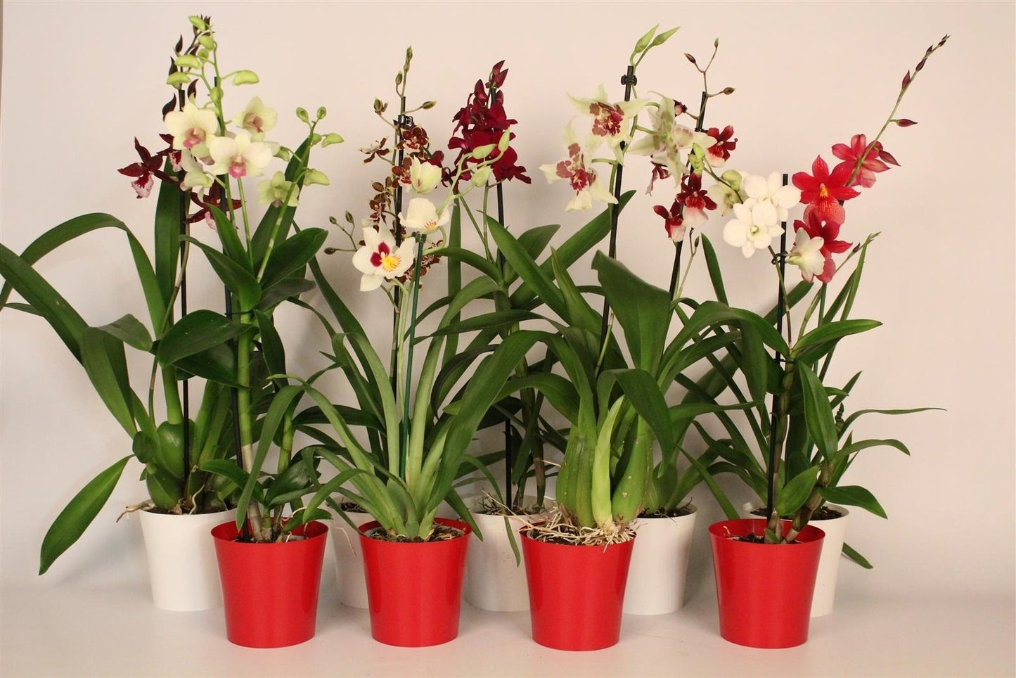 BushBrothers (Lansbergen Orchids) Orchideeen mix (+ drp.plastic) Pack of 6
