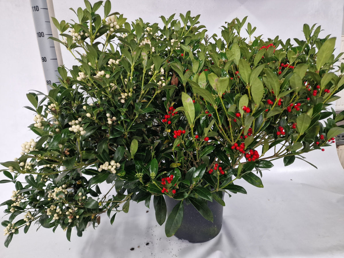 Skimmia japonica Kew White 110cm 40cm Pot