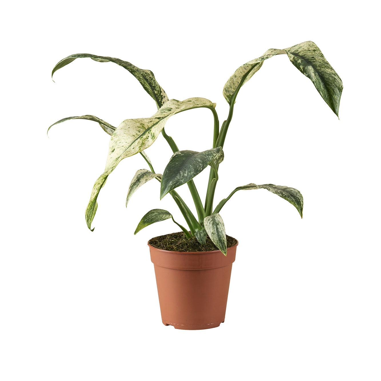 Plants 30cm 12cm Pot