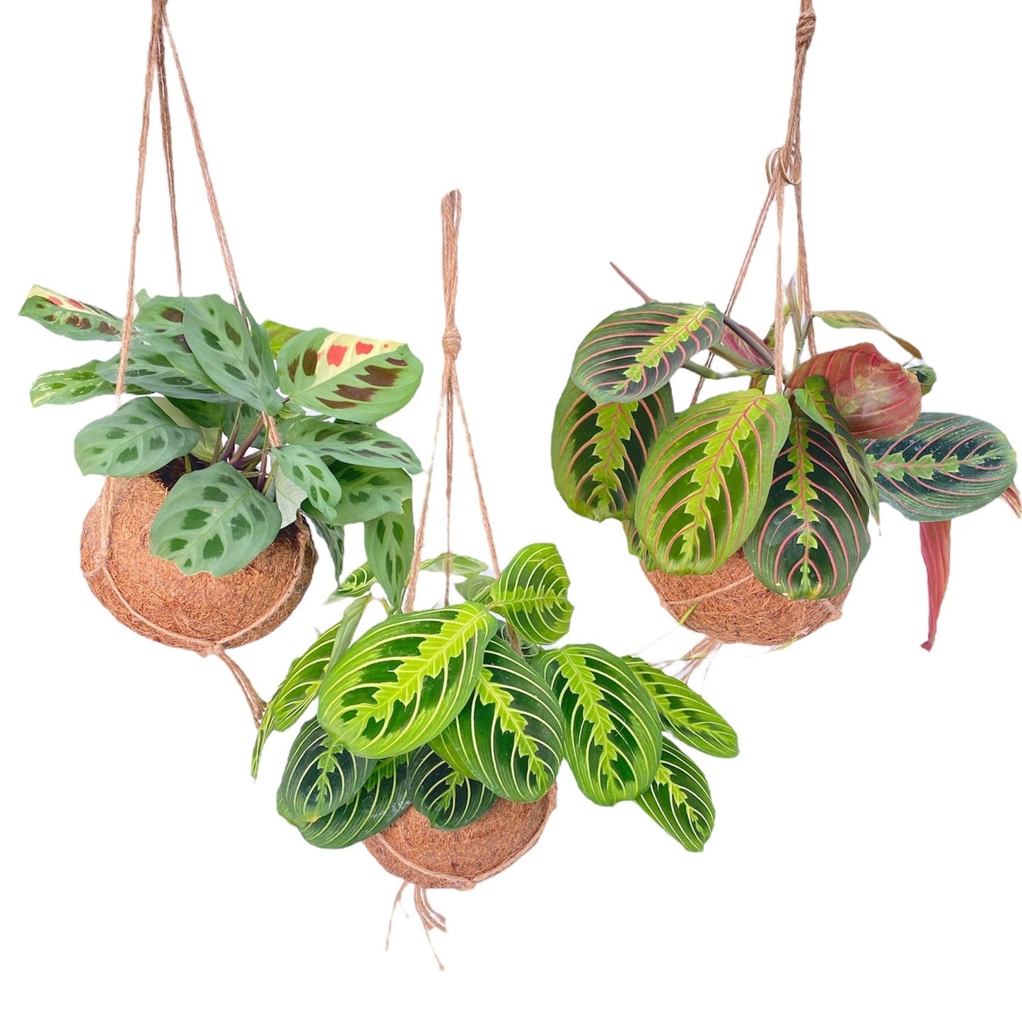 Kokodama Maranta mix 20cm 15cm Pot