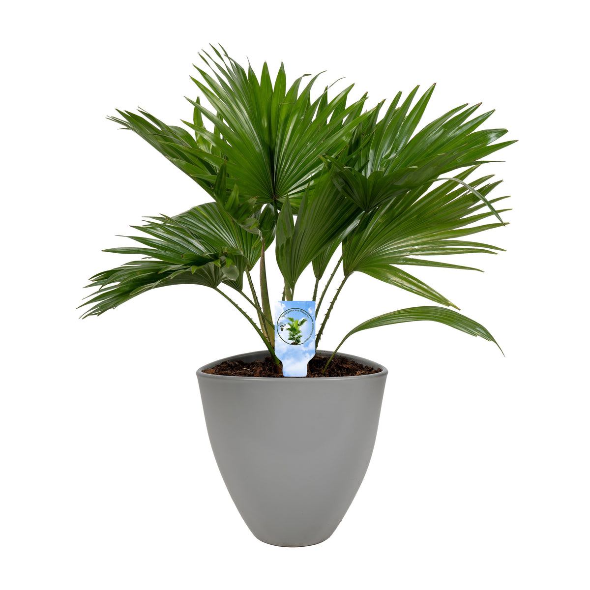 Livistona rotundifolia 55cm 22cm Pot