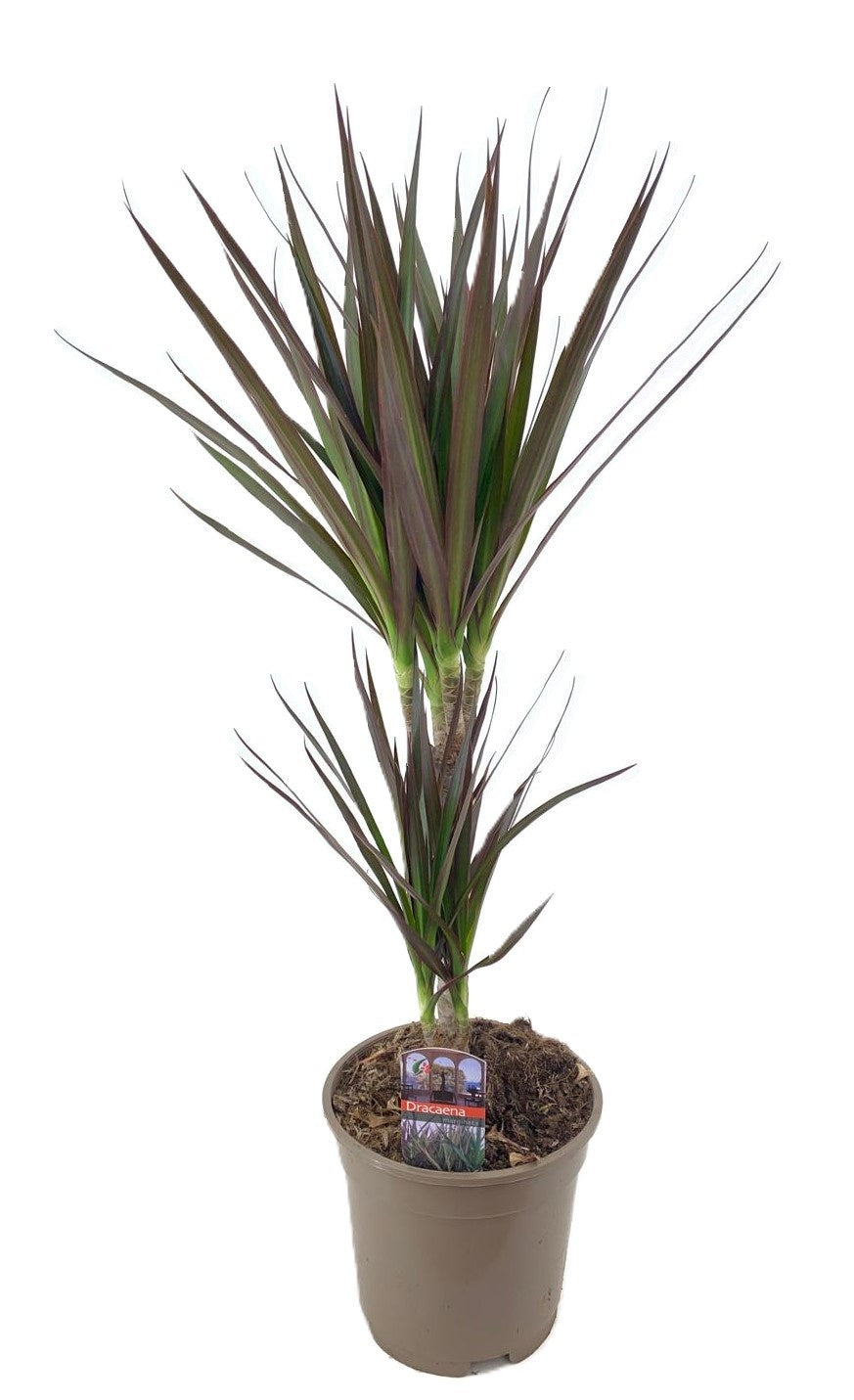 Luiten Kwekerij BV Dracaena Magenta Pack of 6