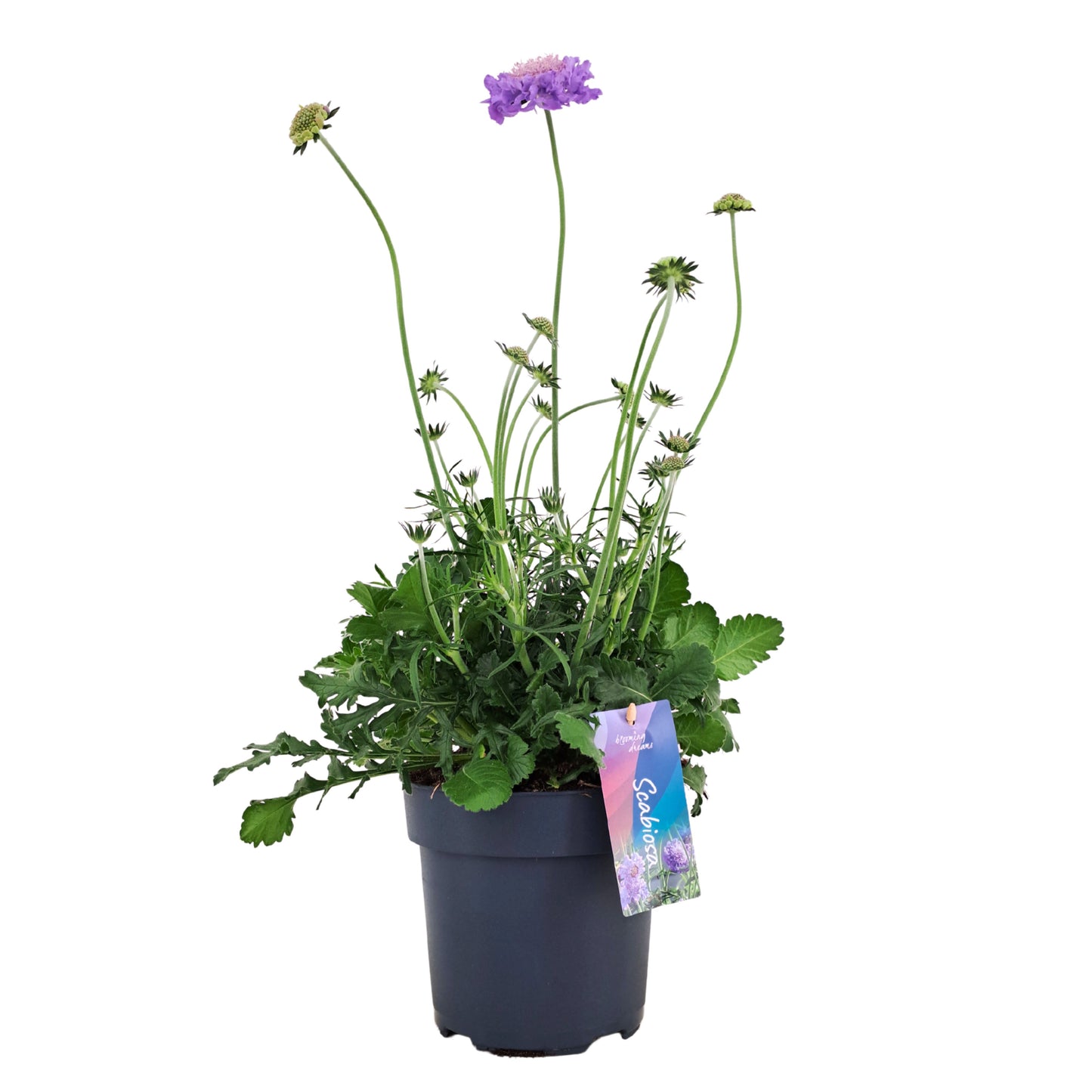 Scabiosa col. Mariposa Blue 55cm 17cm Pot