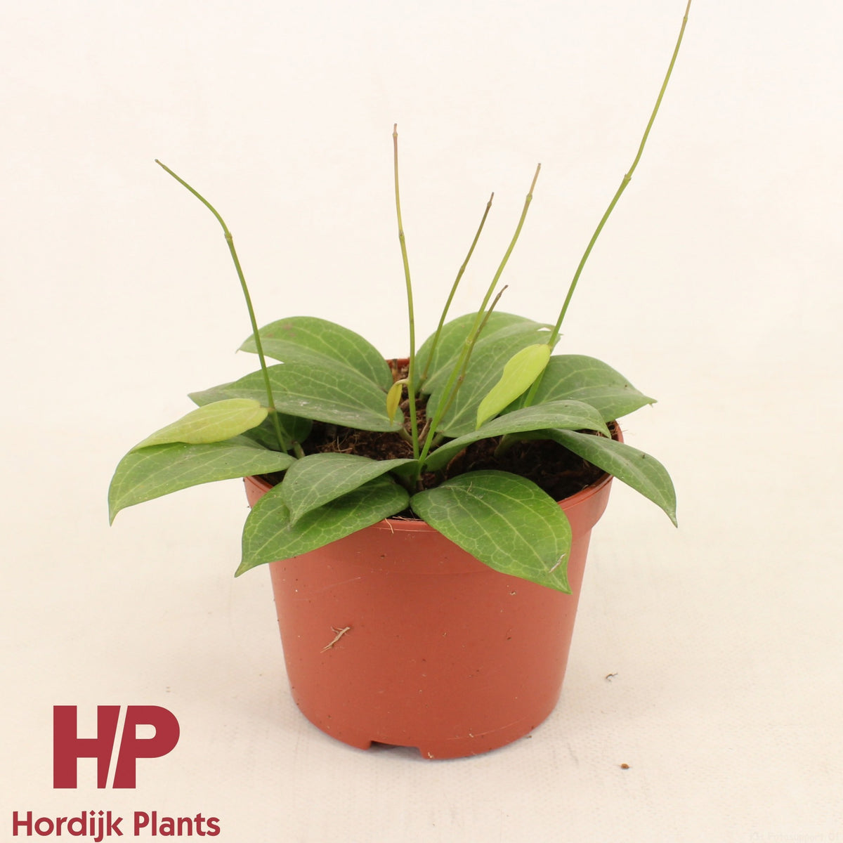 Hoya australis 12cm Pot