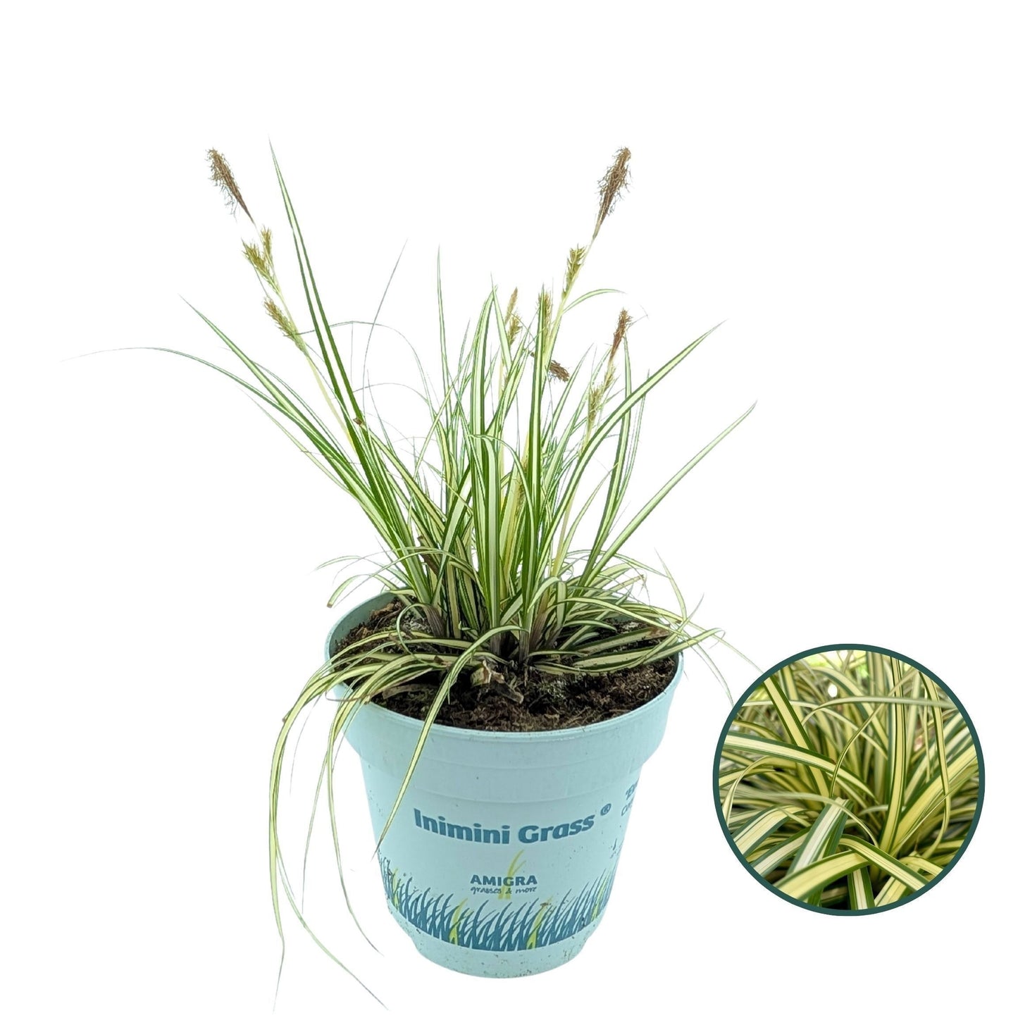 Carex hach. Evergold 20cm 510cm Pot