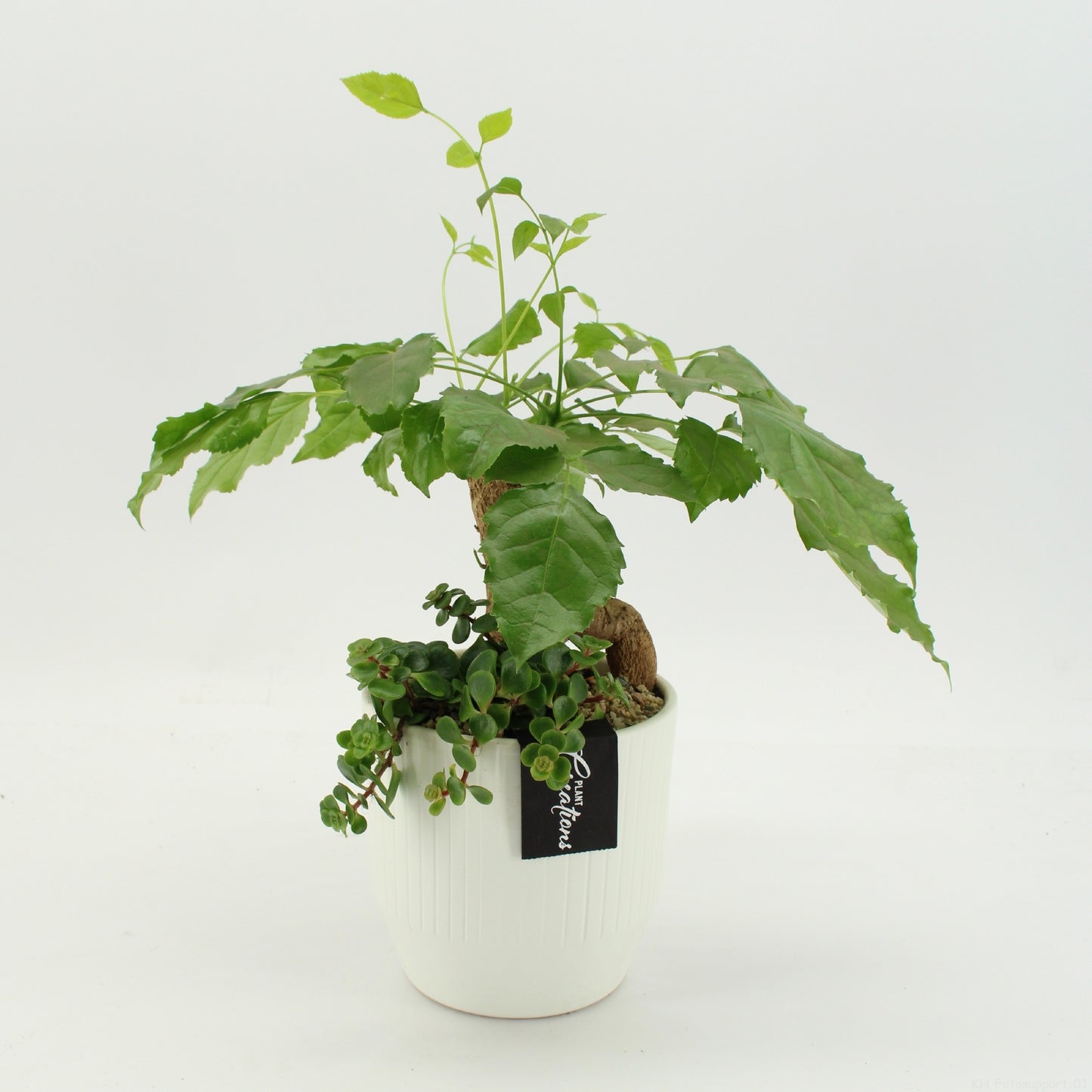 Indoor green arrangement 40cm 14cm Pot