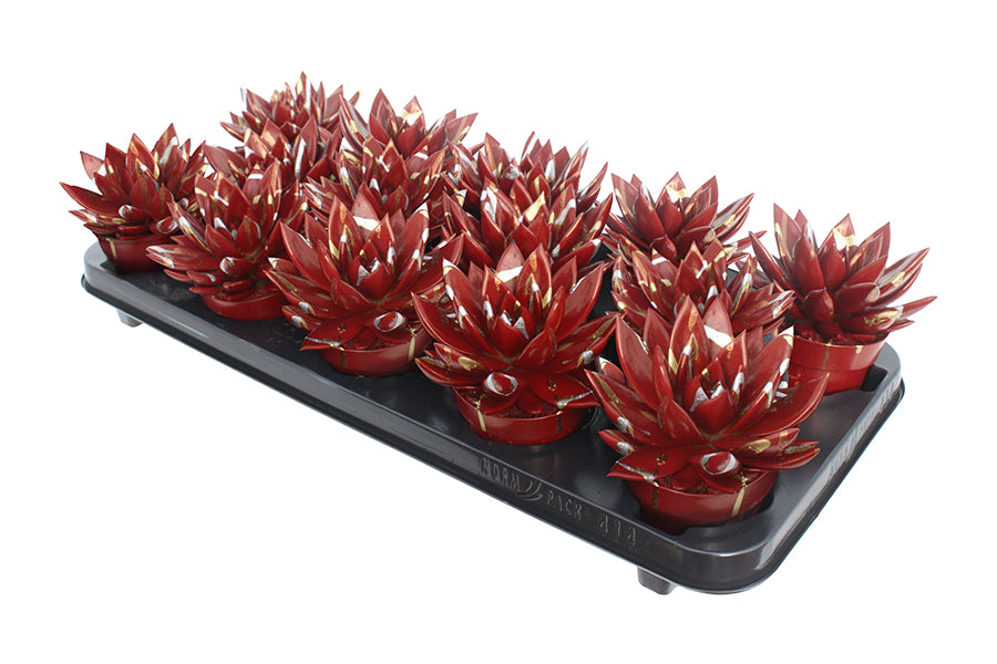 Echeveria coloured Splash red 11cm Special Pot (508)