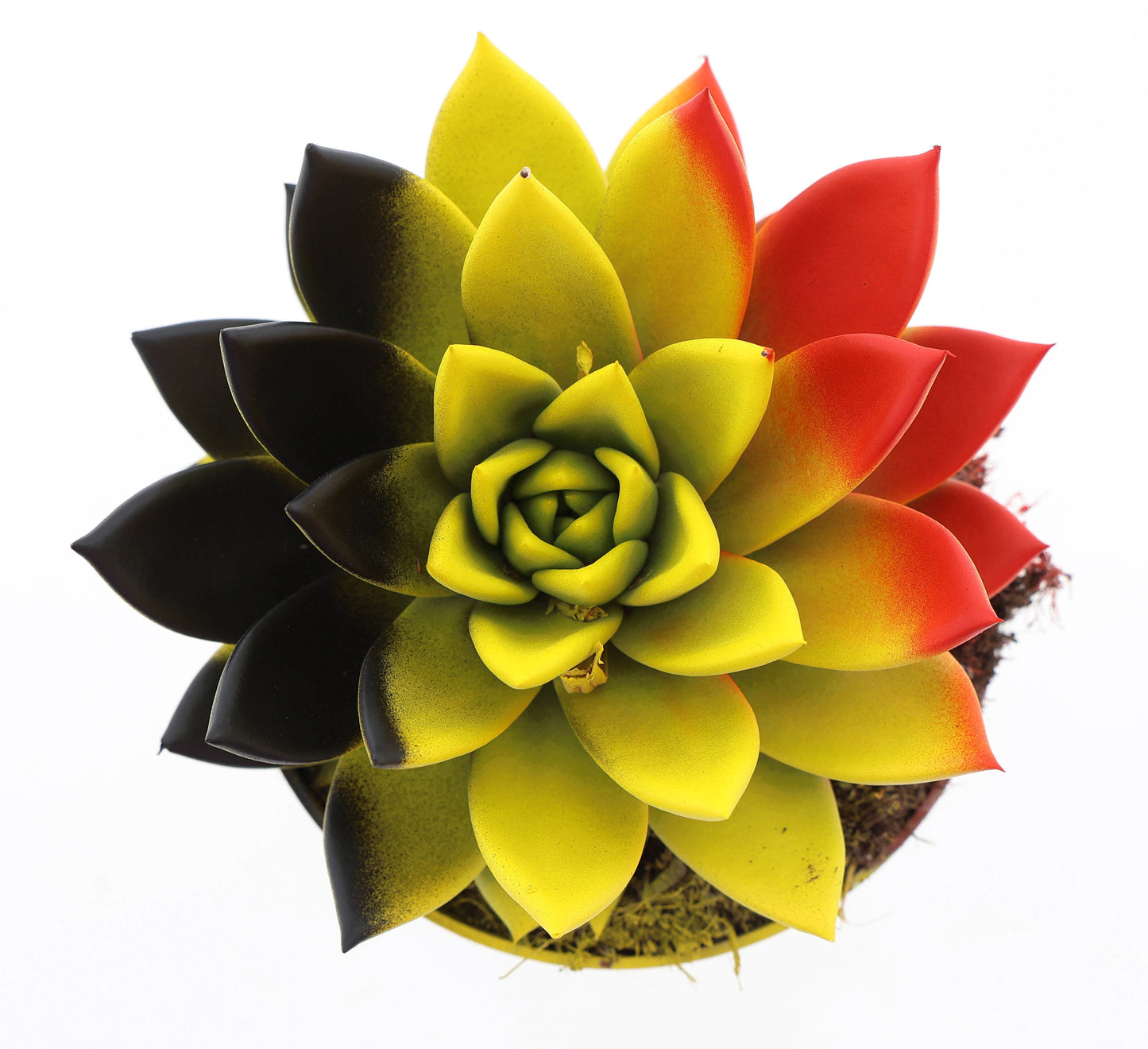 Rainbow Belgium 15cm 12cm Pot