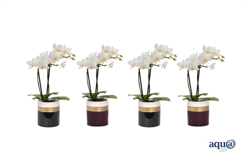 Phalaenopsis hybrid 17cm 6cm Pot