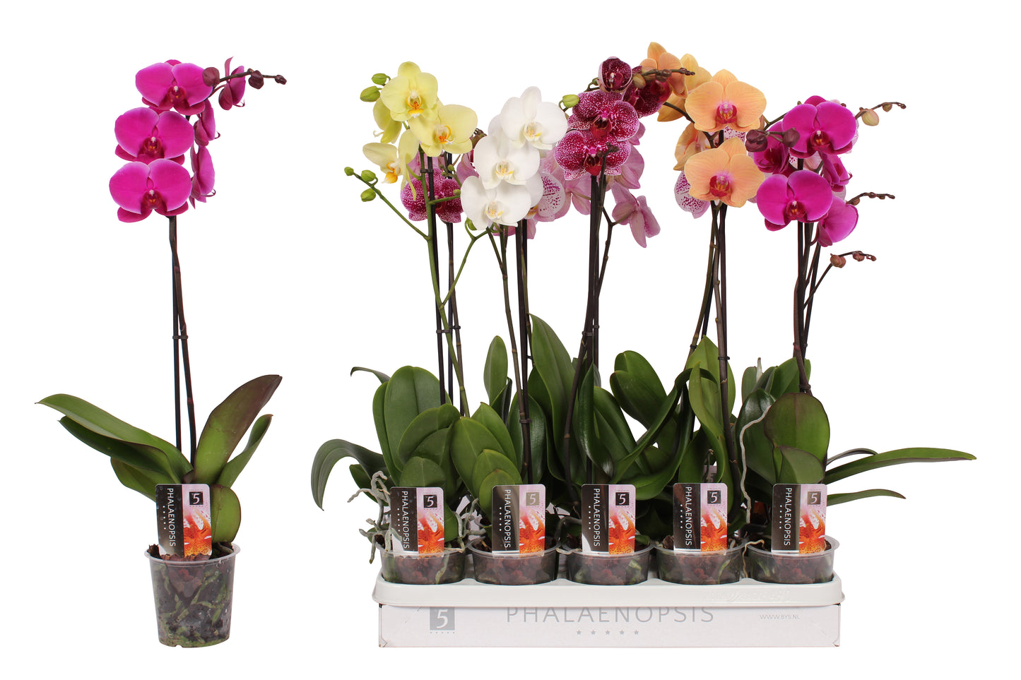Phalaenopsis color mix 60cm 12cm Pot