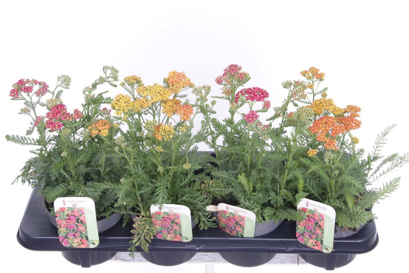 Achillea Milly Rock Yellow 30cm 13cm Pot